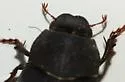 Phyllophaga opaca - photo 3