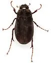 Phyllophaga opaca - photo 4