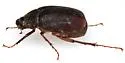 Phyllophaga opaca - photo 5