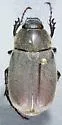Phyllophaga parvidens - Phyllophaga parvidens