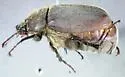 Phyllophaga parvidens - photo 2