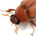 Phyllophaga parvidens - photo 3