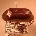 Phyllophaga perlonga - photo 4