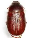 Phyllophaga pleroma