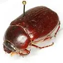 Phyllophaga pleroma - photo 2