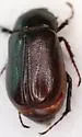 Phyllophaga postrema