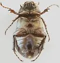 Phyllophaga postrema - photo 2