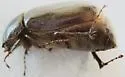 Phyllophaga postrema - photo 3