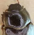 Phyllophaga postrema - photo 4