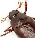 Phyllophaga profunda - photo 2
