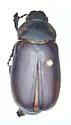 Phyllophaga profunda - photo 3