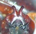 Phyllophaga profunda - photo 4