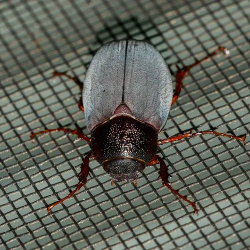 Phyllophaga prunina - Phyllophaga prunina