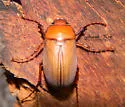 Phyllophaga prununculina - photo 2