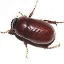 Phyllophaga prununculina - photo 3