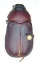 Phyllophaga prununculina - photo 4