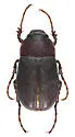 Phyllophaga prununculina - photo 5
