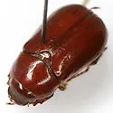 Phyllophaga psiloptera - photo 2