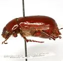 Phyllophaga psiloptera - photo 3