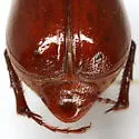 Phyllophaga psiloptera - photo 4