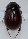 Phyllophaga pusillidens - Phyllophaga pusillidens