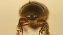 Phyllophaga pusillidens - photo 2