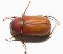 Phyllophaga quercus - Phyllophaga quercus