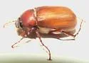 Phyllophaga quercus - photo 2
