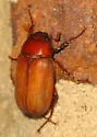 Phyllophaga quercus - photo 3