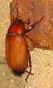 Phyllophaga quercus - photo 4