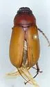 Phyllophaga quercus - photo 5