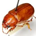Phyllophaga riviera - photo 2
