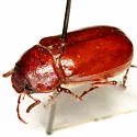 Phyllophaga rolstoni - photo 2