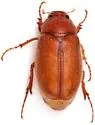 Phyllophaga rossi