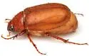 Phyllophaga rossi - photo 2