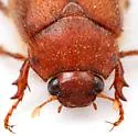 Phyllophaga rossi - photo 3