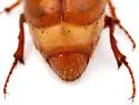 Phyllophaga rossi - photo 4