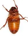 Phyllophaga rossi - photo 5