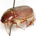 Phyllophaga rubiginosa - Phyllophaga rubiginosa