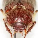 Phyllophaga rubiginosa - photo 2