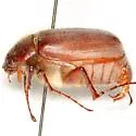 Phyllophaga rubiginosa - photo 3