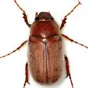 Phyllophaga rubiginosa - photo 4