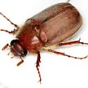 Phyllophaga rubiginosa - photo 5