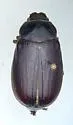 Phyllophaga rugosa - Phyllophaga rugosa
