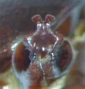 Phyllophaga rugosa - photo 2