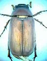 Phyllophaga schaefferi