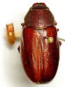 Phyllophaga scitula - Phyllophaga scitula