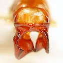Phyllophaga scitula - photo 3