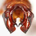 Phyllophaga sequoiana