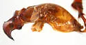 Phyllophaga sequoiana - photo 2